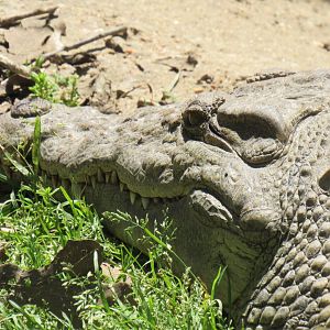 Snappy, Madagascar Nile Crocodile