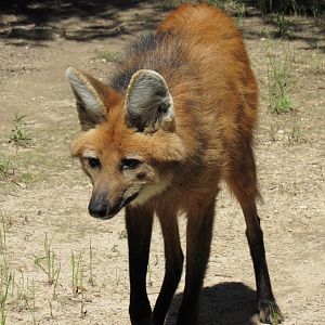 Maned Wolf