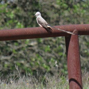 Wild Scissor-Tailed Flycatcher
