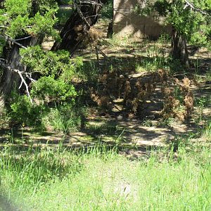 Maned Wolf Enclosure