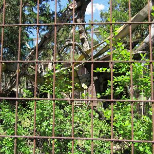 Coati Enclosure