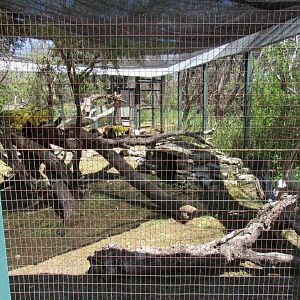 Unused Black Footed Cat Enclosure