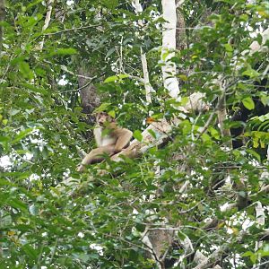 Southern Pig-tailed Macaque in a Tree on the Kinabatangan River, Sabah, Borneo