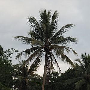 Oriental Pied Hornbill in a Palm Tree on the Kinabatangan River, Sabah, Borneo