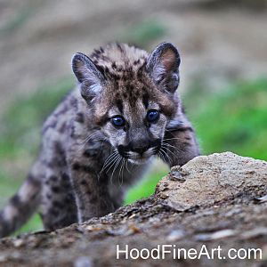 Mountain lion cub
