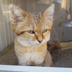 Arabian Sand Cat - Exmoor Zoo, 2016.