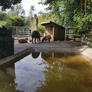 Capybara and Brazilian Tapir - Bristol Zoo, July 2016