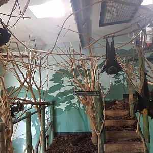 Livingstone's Fruit Bats Indoor enclosure - Bristol Zoo, 2016.