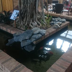 Turtle and Koi-pond in the restaurant