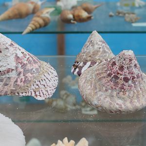 Shells