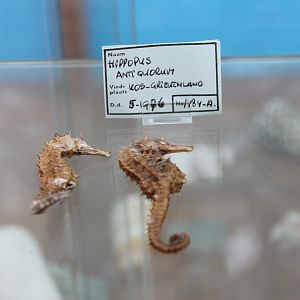 Sea-horse specimens