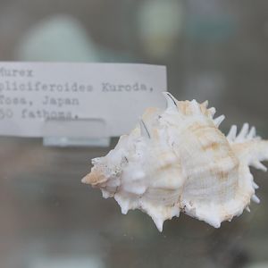 Siratus pliciferoides
