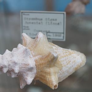 Shell