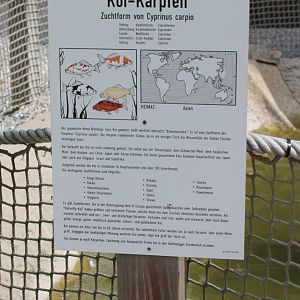 Sign Koi-carp