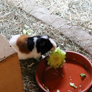 Guinea-pig