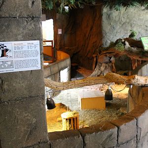 Guinea-pig enclosure