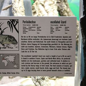 Sign Ocellated lizard