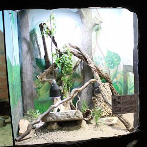Enclosure Ocellated lizard