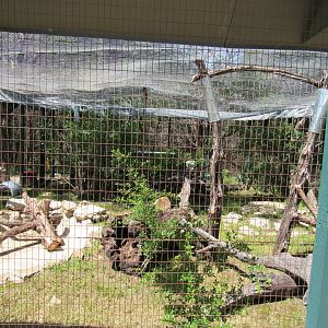 Black Footed Cat Enclosure