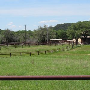 Black Rhinoceros Complex