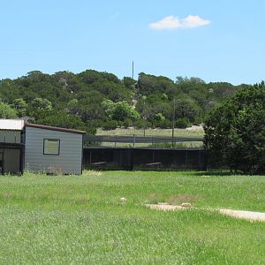 Attwater's Prairie Chicken Complex