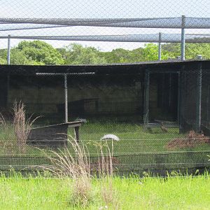Attwater's Prairie Chicken Complex