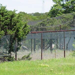 Wattled Crane Complex
