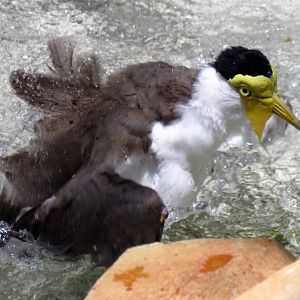 New Guinea Masked Lapwing