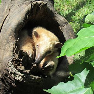 Southern Tamandua in Log