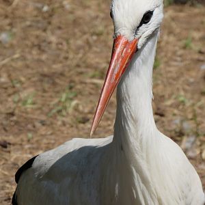 White Stork
