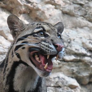 Clouded Leopard