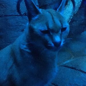 Caracal- Night Hunters