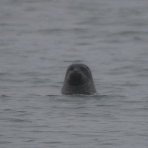 Harbour seal