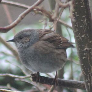 Hedge accentor