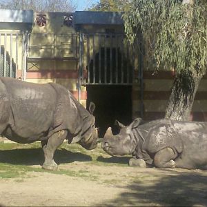 Indian Rhino January 2017