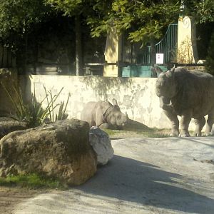 Indian Rhino - Is it a youngster?