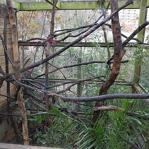 Outdoor Pygmy Marmoset and Golden Lion Tamarin enclosure - Shaldon Wildlife Trust, January, 2017.