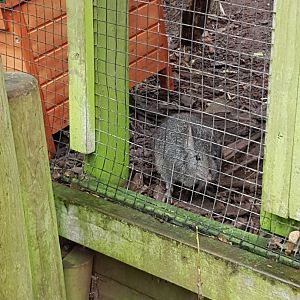 Long-nosed Potoroo - Shaldon Wildlife Trust - January, 2016.