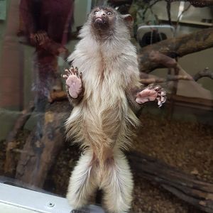 Black-Tailed Marmoset - Shaldon Wildlife Trust - January, 2017