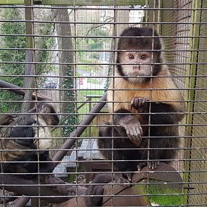 Yellow-Breasted Capuchin - Shaldon Wildlife Trust - January, 2017.