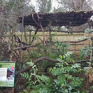Red-Bellied Lemur enclosure - Shaldon Wildlife Trust - January, 2017.
