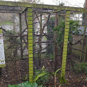 Pied Tamarin enclosure - Shaldon Wildlife Trust - January, 2017