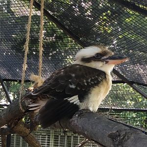 Laughing Kookaburra