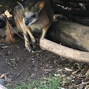 Tammar Wallaby
