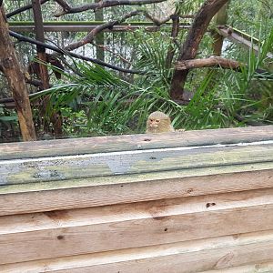 Spot the Pygmy Marmoset - Shaldon Wildlife Trust - January, 2017