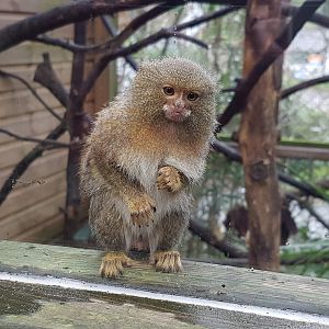 Pygmy Marmoset - Shaldon Wildlife Trust - January, 2017