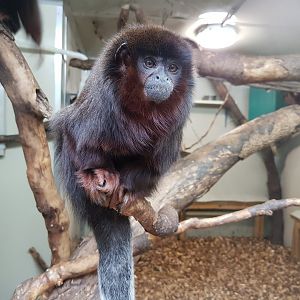 Red Titi Monkey - Shaldon Wildlife Trust - January, 2017
