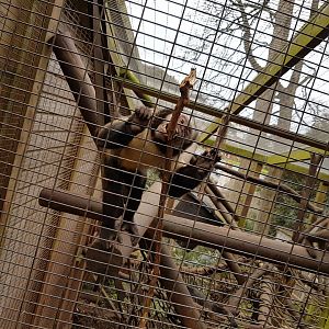 Yellow-Breasted Capuchin - Shaldon Wildlife Trust - January, 2017