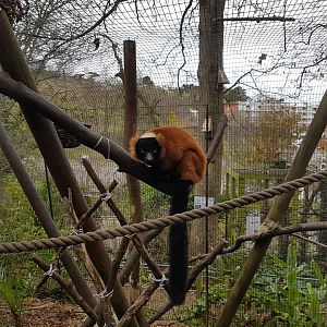 Red-Ruffed Lemur - Shaldon Wildlife Trust - January, 2017