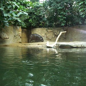 2011 - Pygmy Hippo - Berlin Zoo